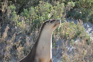 04_Seels_Sealbay