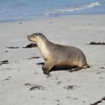 05_Seels_Sealbay