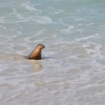 06_Seels_Sealbay