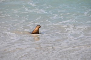 06_Seels_Sealbay