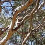 07_koala_immer_muede