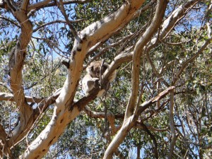 07_koala_immer_muede