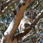 07_koala_mit_Baby