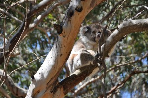 07_koala_mit_Baby