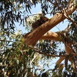 07_koala_ohne_Baby