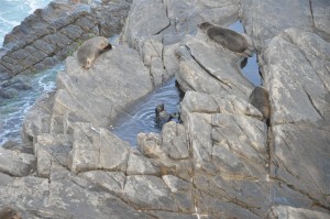 15-Baby_Pool