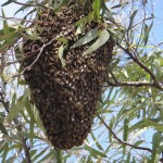1510_01_Bienen