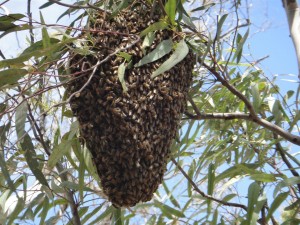 1510_01_Bienen