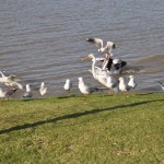1510_06 Wasservögel