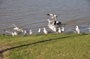1510_06 Wasservögel