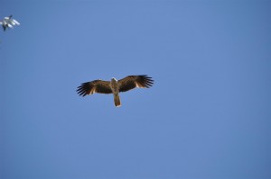 Seeadler