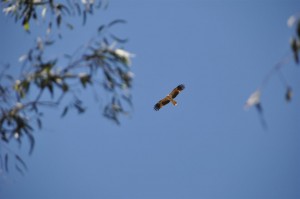 Seeadler
